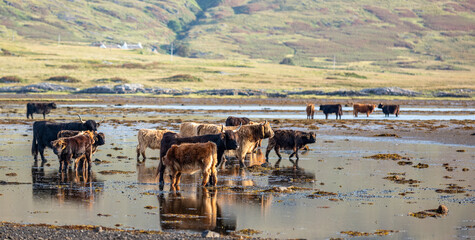 Isle of Mull – Hochlandrinder mit Kälbern im Wasser vor schottischer Hochlandkulisse,...