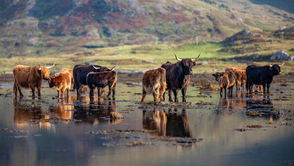 Isle of Mull – Hochlandrinder mit Kälbern im Wasser vor schottischer Hochlandkulisse, aufgenommen im August 2025 mit Spiegelungen und weicher Lichtstimmung  
