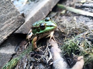 Closeup View of a Vibrant Green Frog Sitting on Wood and Moss