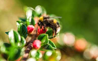 Macro view of bumblebee drinking nectar outdoors.
