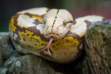 close up of a python