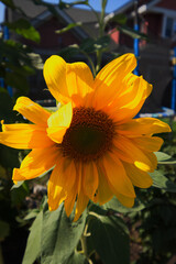 common sunflower (Helianthus annuus)
