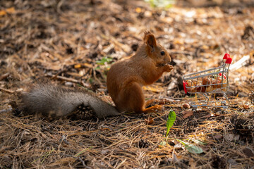 A small red squirrel holds a nut near a miniature shopping cart in a forest setting. Pine needles cover the ground, creating a natural backdrop.