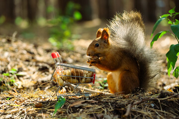 A brown squirrel with a bushy tail holds food near a small shopping cart in a forest setting....