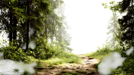 Forest path with open space isolated on white background