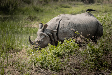 Obraz premium Greater One-Horned Rhinoceros grazing near wetlands with a crow perched on its back in Chitwan National Park