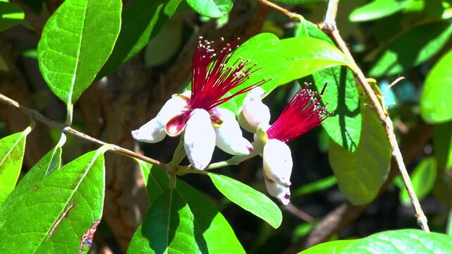 Feijoa sellowiana (or pineapple guava), Ornamental Plant with White Flowers