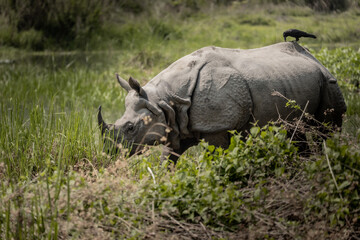 Obraz premium Greater One-Horned Rhinoceros grazing near wetlands with a crow perched on its back in Chitwan National Park