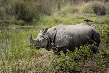 Obraz premium Greater One-Horned Rhinoceros grazing near wetlands with a crow perched on its back in Chitwan National Park