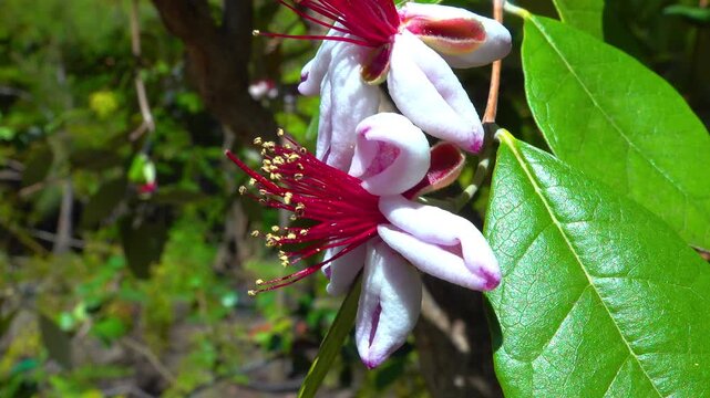 Feijoa sellowiana (or pineapple guava), Ornamental Plant with White Flowers