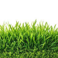 Fototapeta premium Vibrant grass growth natural landscape high quality PNG, isolated on transparent background