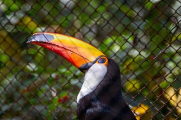 toucan on a branch