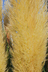 pampas grass (Cortaderia selloana)