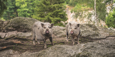 Two wild pigs standing on rocky terrain.