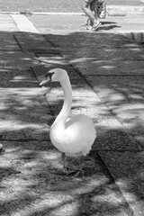 Mute swan (Cygnus olor) swan duck roaming Desenzano del Garda waterfront promenade in black and white