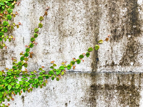A section of a concrete wall with fresh green vine growth spreading outward. - Powered by Adobe