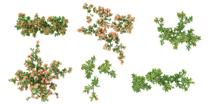 3d illustration of Ixora plants isolated on transparent background from top view