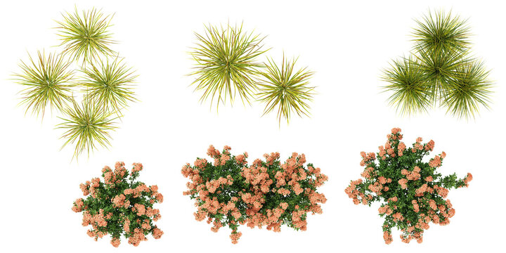 3d illustration of Ixora,Lomandra plants isolated on transparent background from top view from the top view