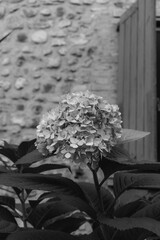 Hydrangea flowering plant lush closeup on European city stone exterior wall in black and white