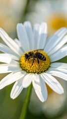 Obraz premium Bee on a daisy flower