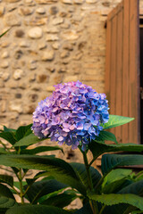 Hydrangea flowering plant lush closeup on European city stone exterior wall