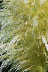 pampas grass (Cortaderia selloana)