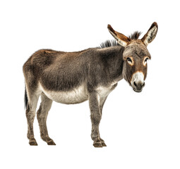 Fototapeta premium Playful donkey portrait in animal PNG, isolated on transparent background