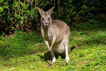 kangaroo in the grass