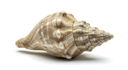 Whelk seashell isolated on white background