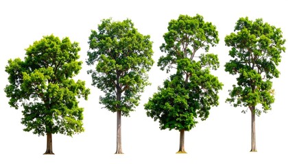 Four trees against a white background