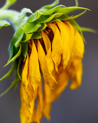 Withered Sunflower on Grey Background Faded Sunflower Symbolizing End of Season
