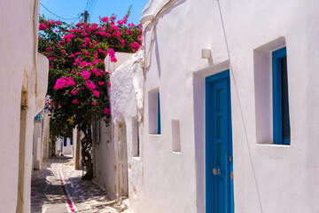 Parikia street with blooming bougainvillea tree