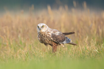 Western Marsh Harrier - Circus aeruginosus standing alert in a grassy field with the blurred background. Photo from Lubusz Voivodeship in Poland.