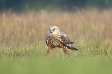 Western Marsh Harrier - Circus aeruginosus standing alert in a grassy field with the blurred background. Photo from Lubusz Voivodeship in Poland.