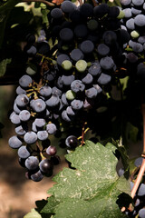 Ripe dark grapes hanging on the vine in sunlight, close-up view of fresh fruit in vineyard during harvest season