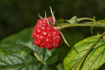 Bright ripe raspberries on a bush next to green and unripe fruits. Detailed macro photo with natural light. Natural texture, rich colors and a summery mood. Close-up of ripe red raspberries.