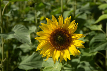 Single sunflower in full bloom with a bee on its petals, surrounded by lush green foliage on a sunny day.