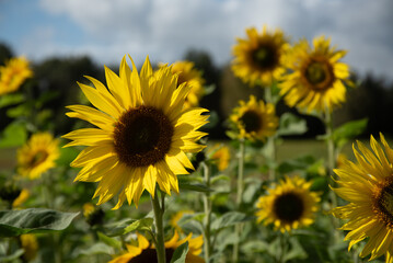 Close-up of a vibrant sunflower in full bloom under a sunny blue sky, surrounded by a lush green field of sunflowers.