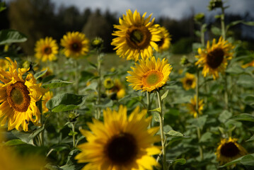 Close-up of a vibrant sunflower in full bloom under a sunny blue sky, surrounded by a lush green field of sunflowers.