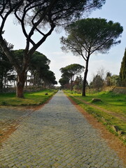 Obraz premium Tree Lined Avenue in City Park
