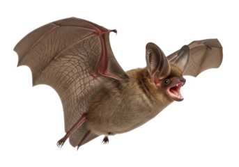 A single brown bat in dynamic mid-flight, wings fully extended and mouth open for echolocation, with shaggy fur details against a transparent studio background, natural history illustration concept