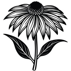 echinacea  coneflower  vector on white background