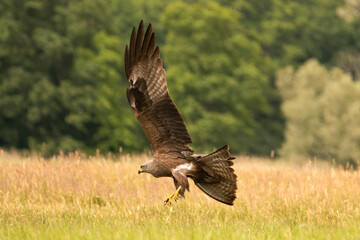 Black Kite - Milvus migrans captured mid-flight as it prepares to land in a grassy field. Photo from Lubusz Voivodeship in Poland.