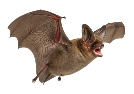 A single brown bat in dynamic mid-flight, wings fully extended and mouth open for echolocation, with shaggy fur details against a transparent studio background, natural history illustration concept - Powered by Adobe