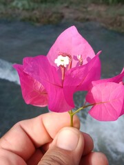 bougainvillea glabra choisy flower pattern with rain drops or lesser bougainvillea or paperflower with water drops 