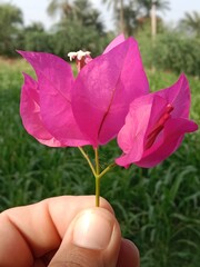 bougainvillea glabra choisy flower pattern with rain drops or lesser bougainvillea or paperflower with water drops 