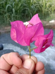 bougainvillea glabra choisy flower pattern with rain drops or lesser bougainvillea or paperflower with water drops 