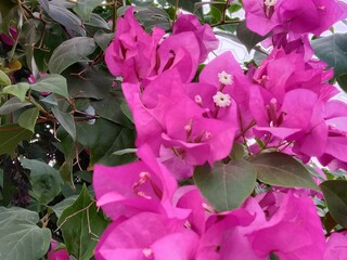 bougainvillea glabra choisy flower pattern with rain drops or lesser bougainvillea or paperflower with water drops 