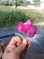 bougainvillea glabra choisy flower pattern with rain drops or lesser bougainvillea or paperflower with water drops 