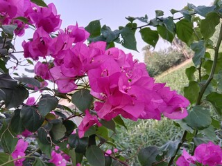 bougainvillea glabra choisy flower pattern with rain drops or lesser bougainvillea or paperflower with water drops 